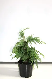 Cyprysiki