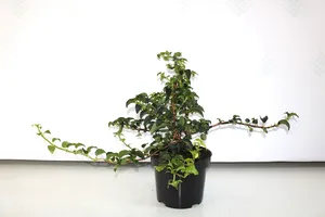 Hortensje